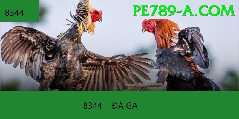 Đá Gà Trực Tiếp - Trải nghiệm tuyệt vời