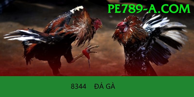 Đá Gà Trực Tiếp - Ưu đãi đặc biệt